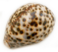 Tiger Cowrie