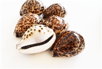 Tiger Cowrie