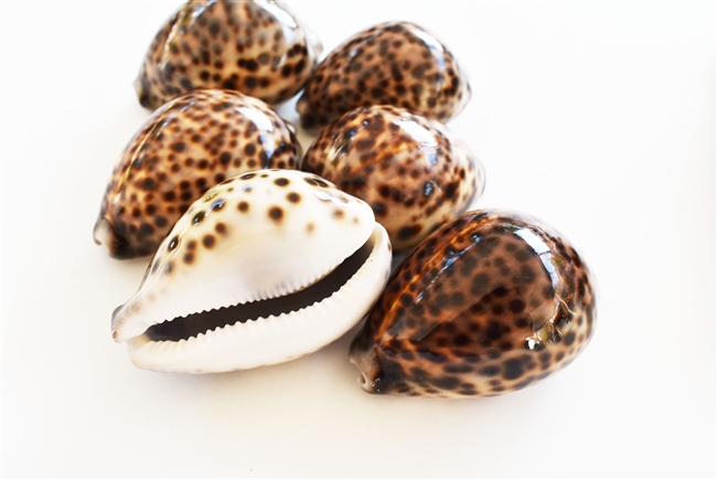 Tiger Cowrie