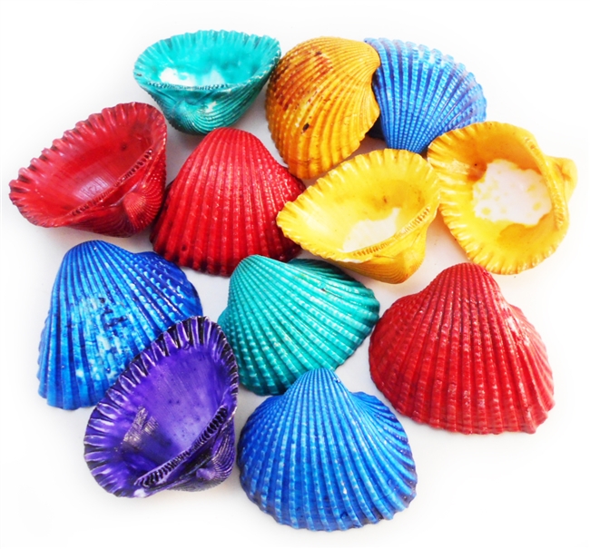 large dyed ark shells
