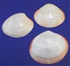 Polished Tiger Clam Singles