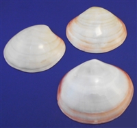 Polished Tiger Clam Singles