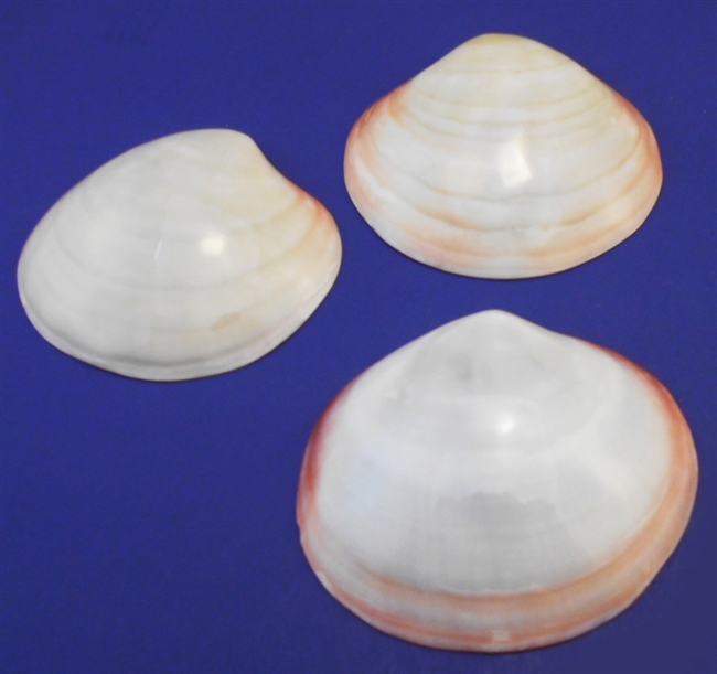Polished Tiger Clam Singles
