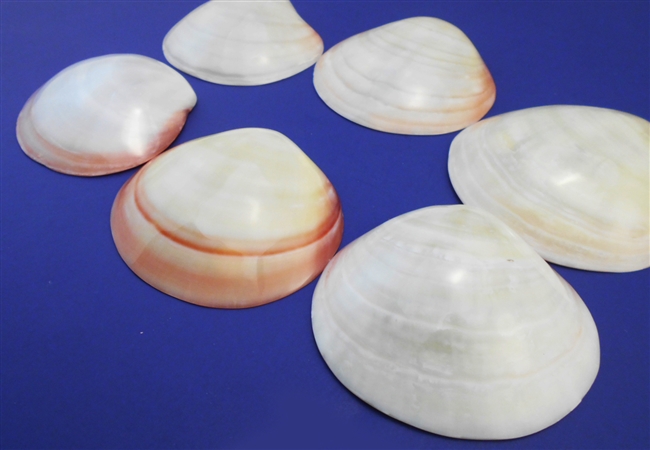 Polished Tiger Clam Singles