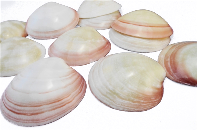 Polished Tiger Clam Singles