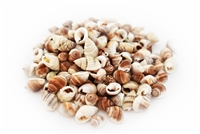 SHELLS, ASST, NUTMEG, SNAIL, 110 PCS