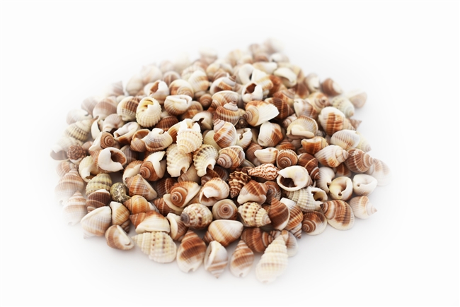 Tiny Brown Nutmeg Shells 8 ounce