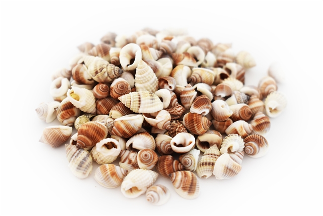 Tiny Brown Nutmeg Shells Bulk Gallon Size