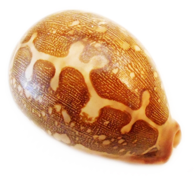 Map Cowrie