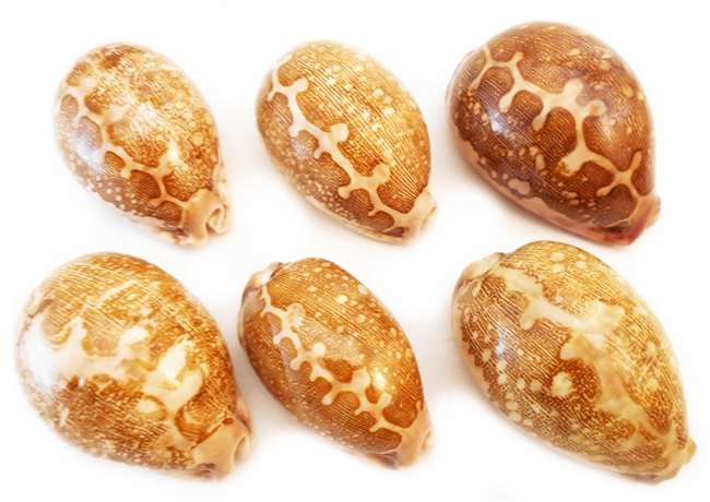 Map Cowrie