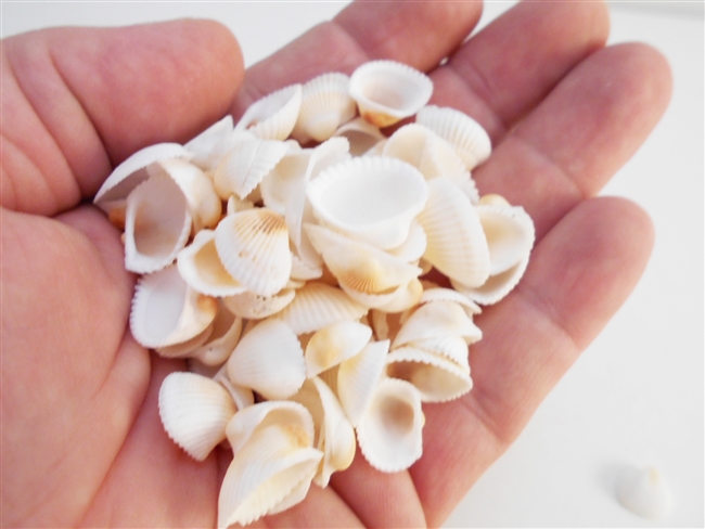 tiny white granosa