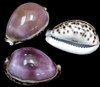 Purple Top Tiger Cowrie