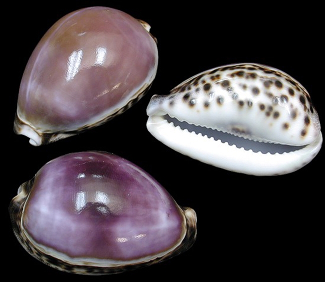 Purple Top Tiger Cowrie