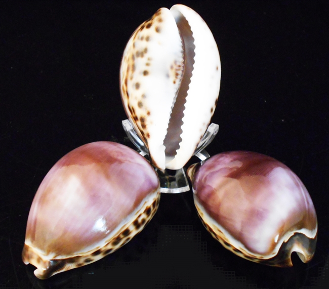 Purple Top Tiger Cowrie