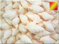 Tan Marginella Shells