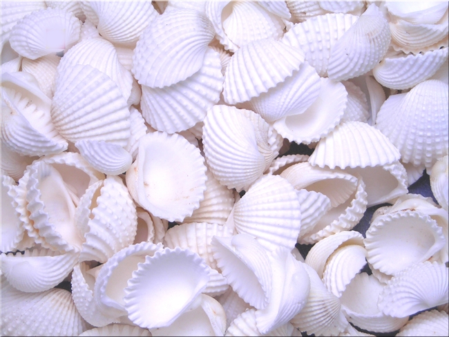 tiny white ark shells