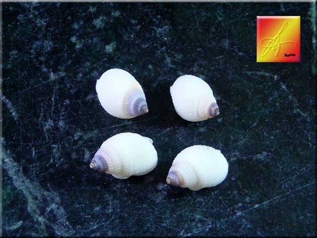 Tiny Purple Tip Nipple Shells