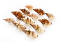 Brown Marginellas