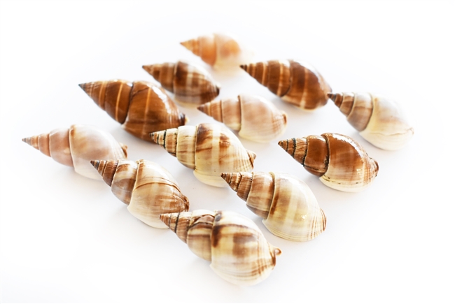Brown Marginellas
