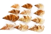 Brown Marginellas
