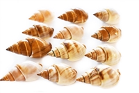 Brown Marginellas