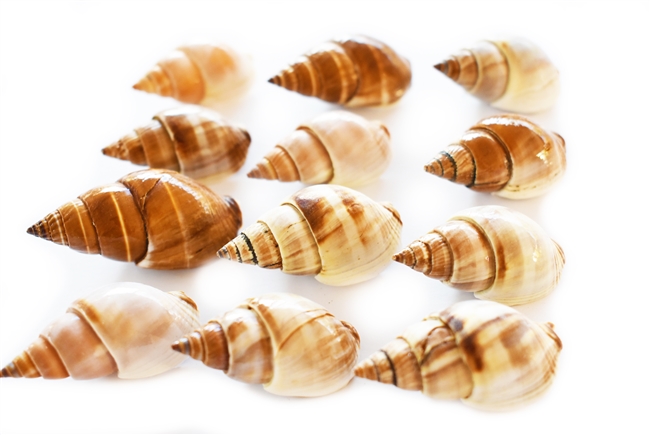 Brown Marginellas