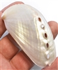 donkeys ear pearl abalone large