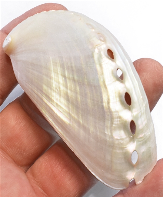 donkeys ear pearl abalone large