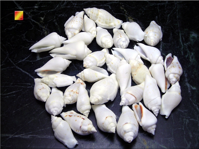 white chula chulla shells
