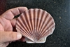 Irish Flat Scallop