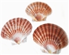 Irish Flat Scallop