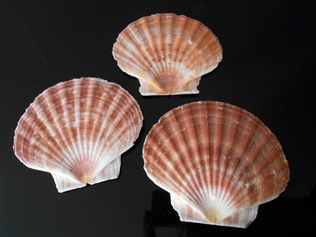 Irish Flat Scallop