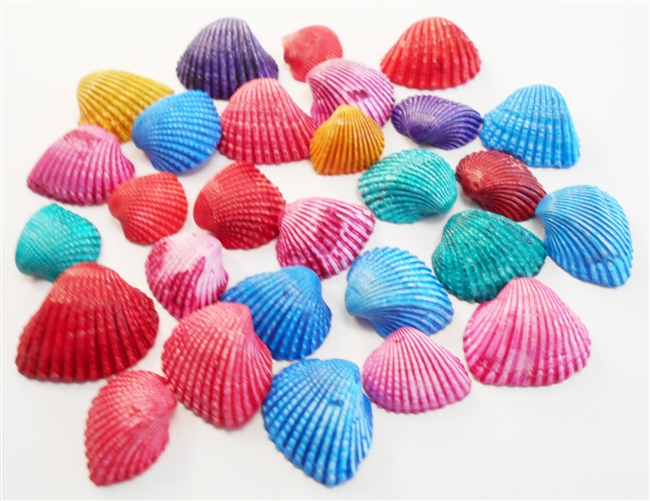 small dyed ark shells