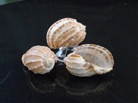Harp Shells