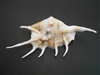 Lambis Lambis Shell (ea.)