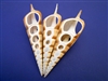 Tibia Shell 4 Cut