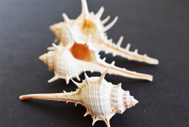 Murex Turnispina - Large