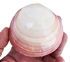 Polished Whole Tiger Clam pairs