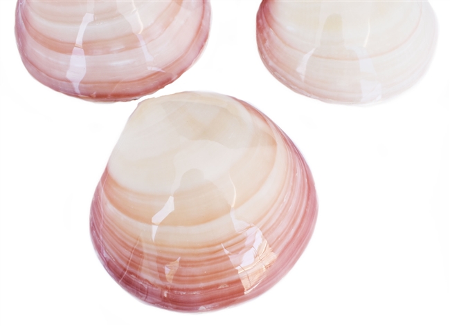 Polished Whole Tiger Clam pairs