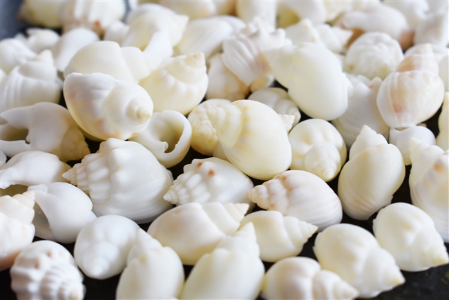 White Cornball Shells