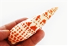 Episcopal Miter Shell 3 Inch