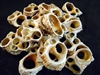 center cut gold mouth turbo