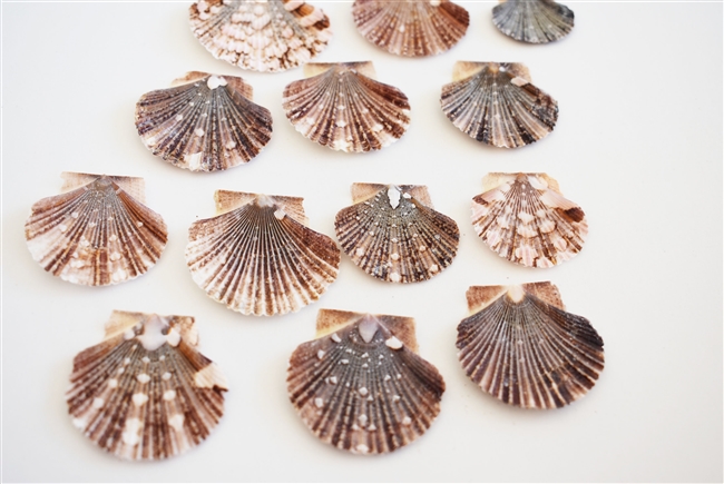 Baby Flat Scallops