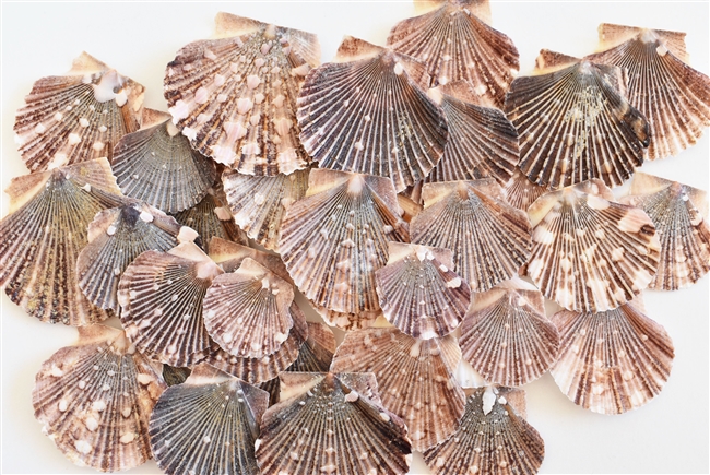 Baby Flat Scallops