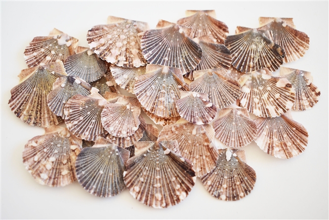 Baby Flat Scallops