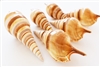 Tibia Shell Spiral Cut