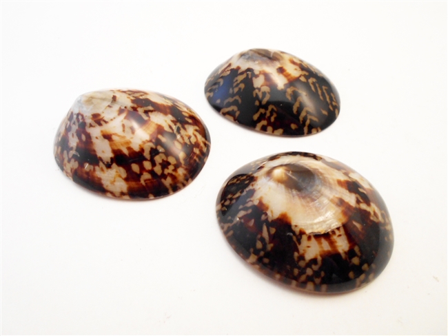 Oval Limpet