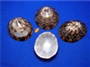 Oval Limpet