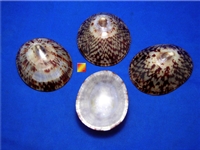 Oval Limpet