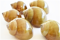 Green Land Snail Shell